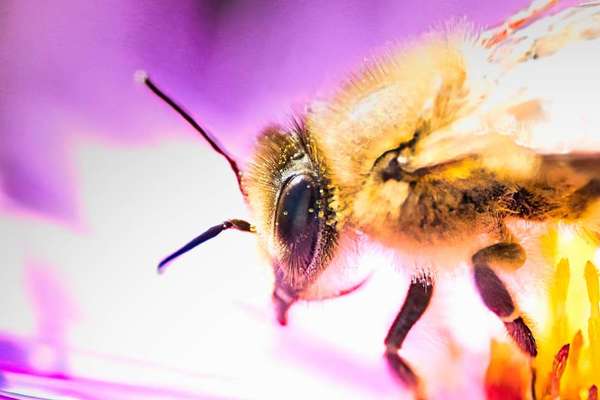 Die wunderschöne Welt mit Hund.-Beitrag-Bild