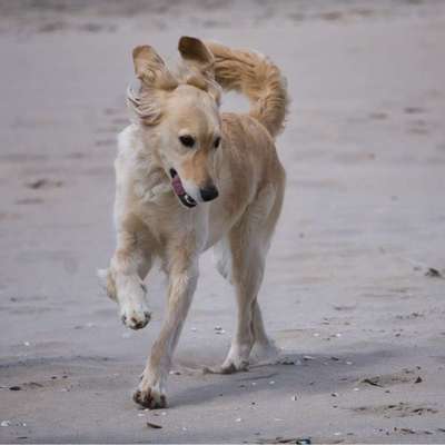 Foto Challenge Nr. 137 - Lass die Ohren fliegen-Beitrag-Bild