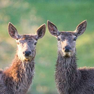 Die wunderschöne Welt mit Hund.-Beitrag-Bild