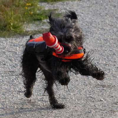 Die Dogorama Wochen Challenge-Beitrag-Bild