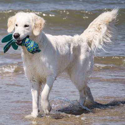 Wo sind die Golden Retriever Liebhaber?-Beitrag-Bild