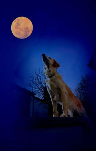 Photomontagen mit Hund-Beitrag-Bild