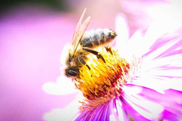 Die wunderschöne Welt mit Hund.-Beitrag-Bild