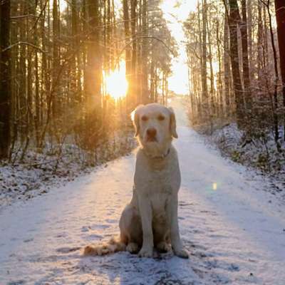 Dogorama Photo Challenge - Winterstimmung-Beitrag-Bild