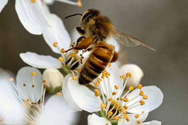 Die wunderschöne Welt mit Hund.-Beitrag-Bild