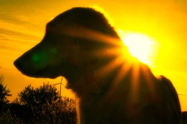 Dogorama Foto Challenge - Dämmerung-Beitrag-Bild