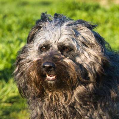 Dogorama Photo Challenge - Portrait-Beitrag-Bild