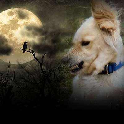 Fotochallange Nr.53 "HALLOWEEN"-Beitrag-Bild