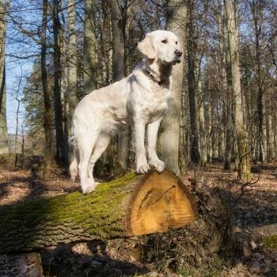 Wo sind die Golden Retriever Liebhaber?-Beitrag-Bild