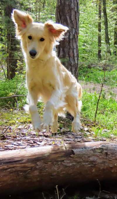 Die Dogorama Kalender Challenge Teil 3/4-Beitrag-Bild