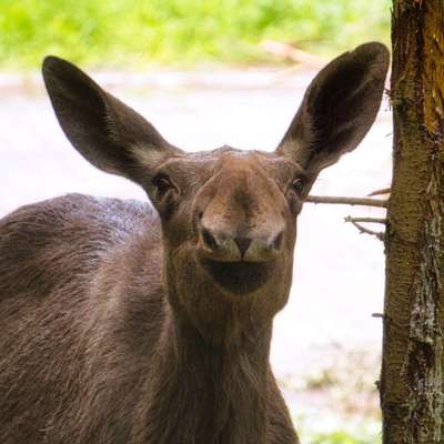 Die wunderschöne Welt mit Hund.-Beitrag-Bild