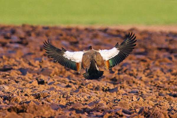 Die wunderschöne Welt mit Hund.-Beitrag-Bild