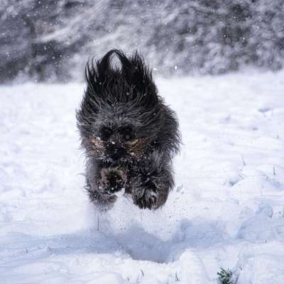 Dogorama Photo Challenge - Winterstimmung-Beitrag-Bild