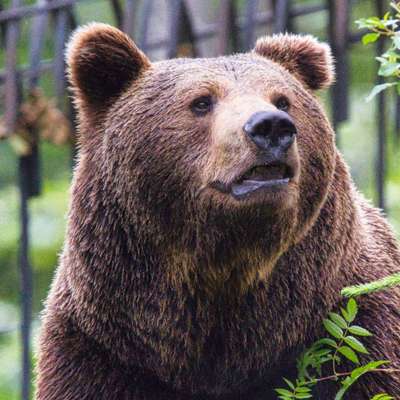 Die wunderschöne Welt mit Hund.-Beitrag-Bild