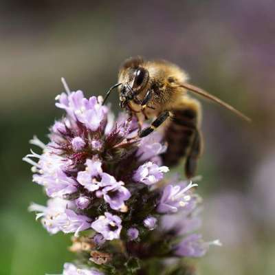 Die wunderschöne Welt mit Hund.-Beitrag-Bild