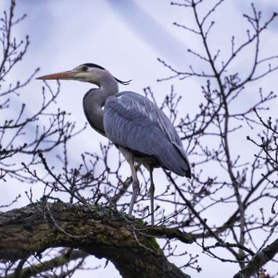 Die wunderschöne Welt mit Hund.-Beitrag-Bild