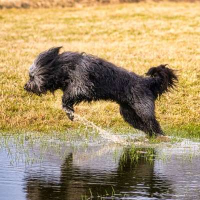 Dogorama Photo Challenge - Pfützen & Spiegelungen-Beitrag-Bild