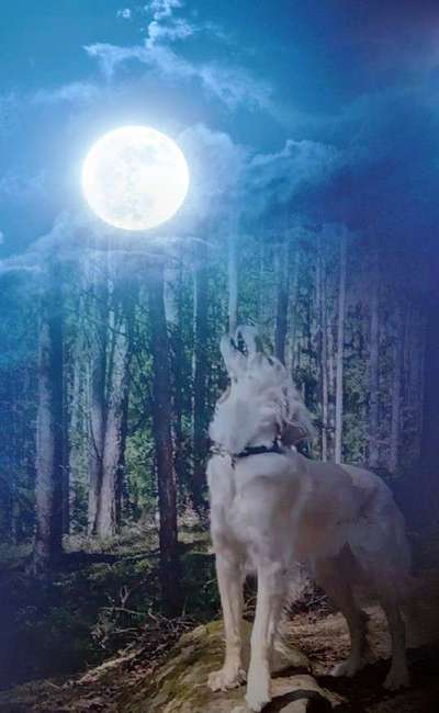 Photomontagen mit Hund-Beitrag-Bild