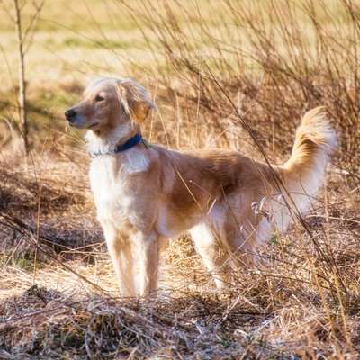 Fotochallenge Nr 73 ~ Schokoseite - Zeig deinen Hund von seiner besten Seite-Beitrag-Bild