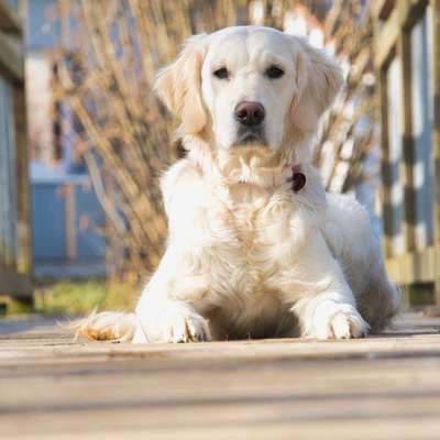 Wo sind die Golden Retriever Liebhaber?-Beitrag-Bild