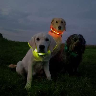 FOTOCHALLENGE 109: Leuchtwürmer Sicherheit im Straßenverkehr und mehr...-Beitrag-Bild