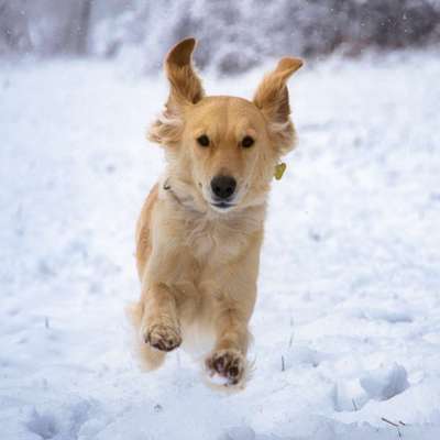 Foto Challenge Nr.: 114
Hunde im Schnee-Beitrag-Bild