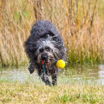 Dogorama Photo Challenge - Der Frühling kommt-Beitrag-Bild