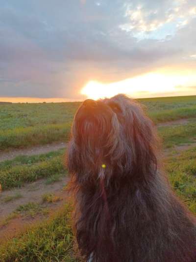 Dogorama Foto Challenge - Dämmerung-Beitrag-Bild