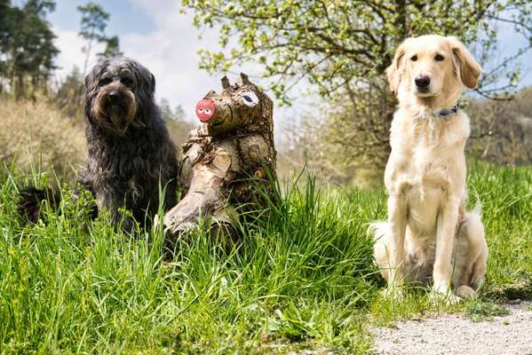 Dogorama Photo Challenge - Zufallsfund beim Gassi-Beitrag-Bild