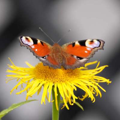Die wunderschöne Welt mit Hund.-Beitrag-Bild