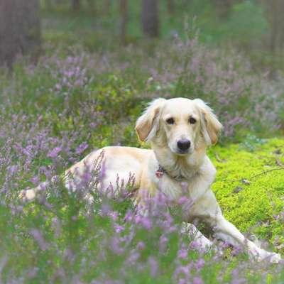 Fotochallange 63: "Dein blühendes Hündchen"-Beitrag-Bild