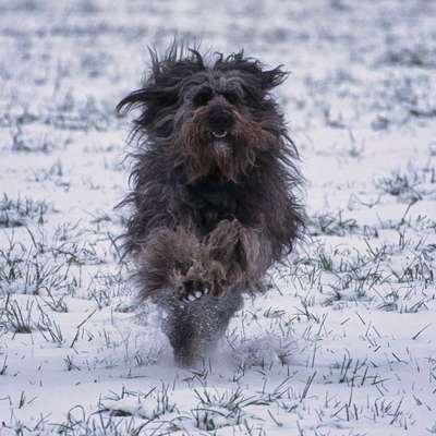 Foto Challenge Nr.: 114
Hunde im Schnee-Beitrag-Bild