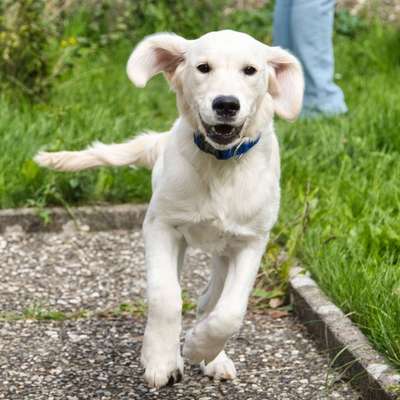 Fotosammlung: ,,Der natürliche Hund" Unbearbeitet, ungestellt und in Natura-Beitrag-Bild