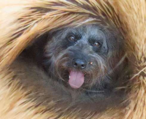 Photomontagen mit Hund-Beitrag-Bild