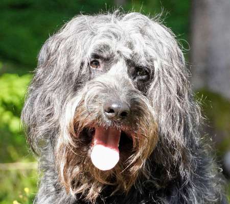 Zeigt her eure Pudel und Pudelmischlinge (:-Beitrag-Bild