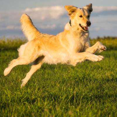 Dogorama Photo Challenge - Hunde in Action-Beitrag-Bild