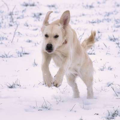 Foto Challenge Nr.: 114
Hunde im Schnee-Beitrag-Bild