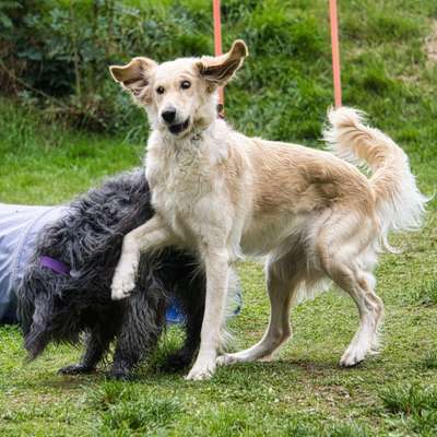 Fotosammlung: ,,Der natürliche Hund" Unbearbeitet, ungestellt und in Natura-Beitrag-Bild