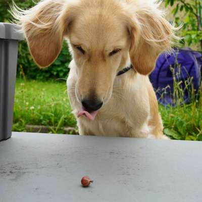 Hund & Obst-Beitrag-Bild