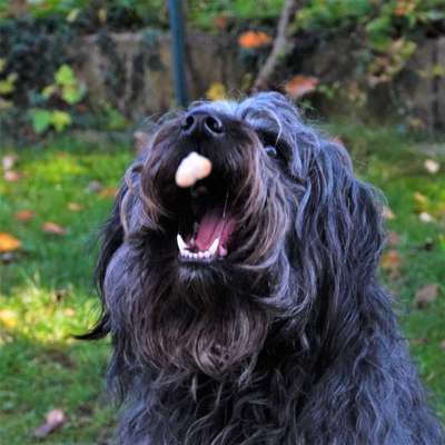 Dogorama Photo Challenge - Mäulchen auf-Beitrag-Bild