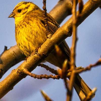 Die wunderschöne Welt mit Hund.-Beitrag-Bild