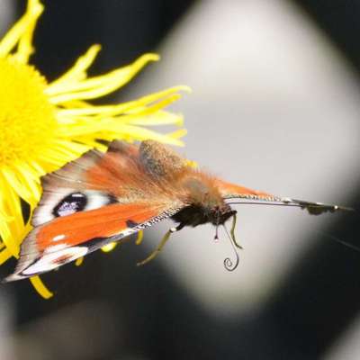 Die wunderschöne Welt mit Hund.-Beitrag-Bild