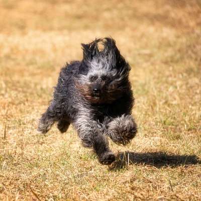 Fotochallenge Nr 73 ~ Schokoseite - Zeig deinen Hund von seiner besten Seite-Beitrag-Bild
