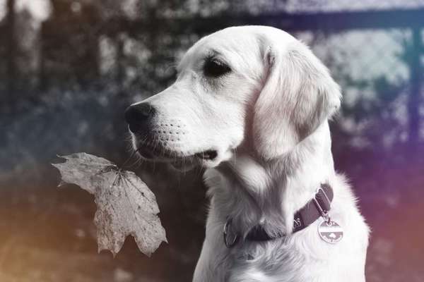 Photoshop und Co.-Beitrag-Bild