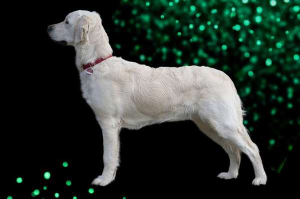 Wo sind die Golden Retriever Liebhaber?-Beitrag-Bild