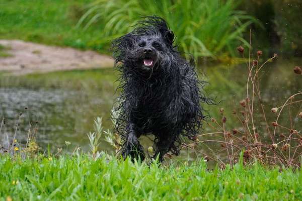 Fotosammlung: ,,Der natürliche Hund" Unbearbeitet, ungestellt und in Natura-Beitrag-Bild