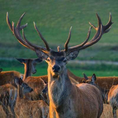 Die wunderschöne Welt mit Hund.-Beitrag-Bild