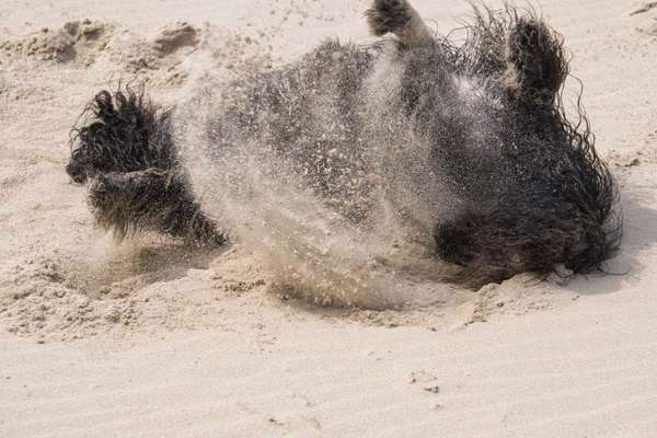 Dogorama Photo Challenge - Hunde in Action-Beitrag-Bild