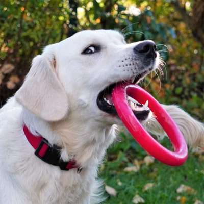 Dogorama Photo Challenge - Mäulchen auf-Beitrag-Bild