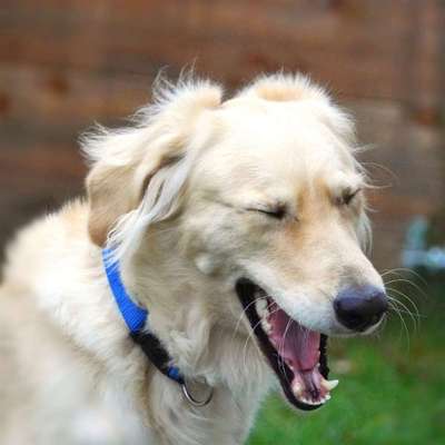 Dogorama Photo Challenge - Dein Hund beim Gähnen-Beitrag-Bild